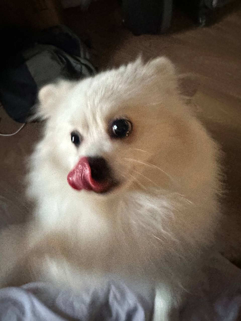 Мишка